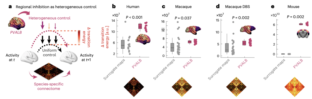 基于PVALB的异质性抑制对网络控制能量影响的模型验证图