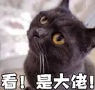 黑猫表情包看是大佬