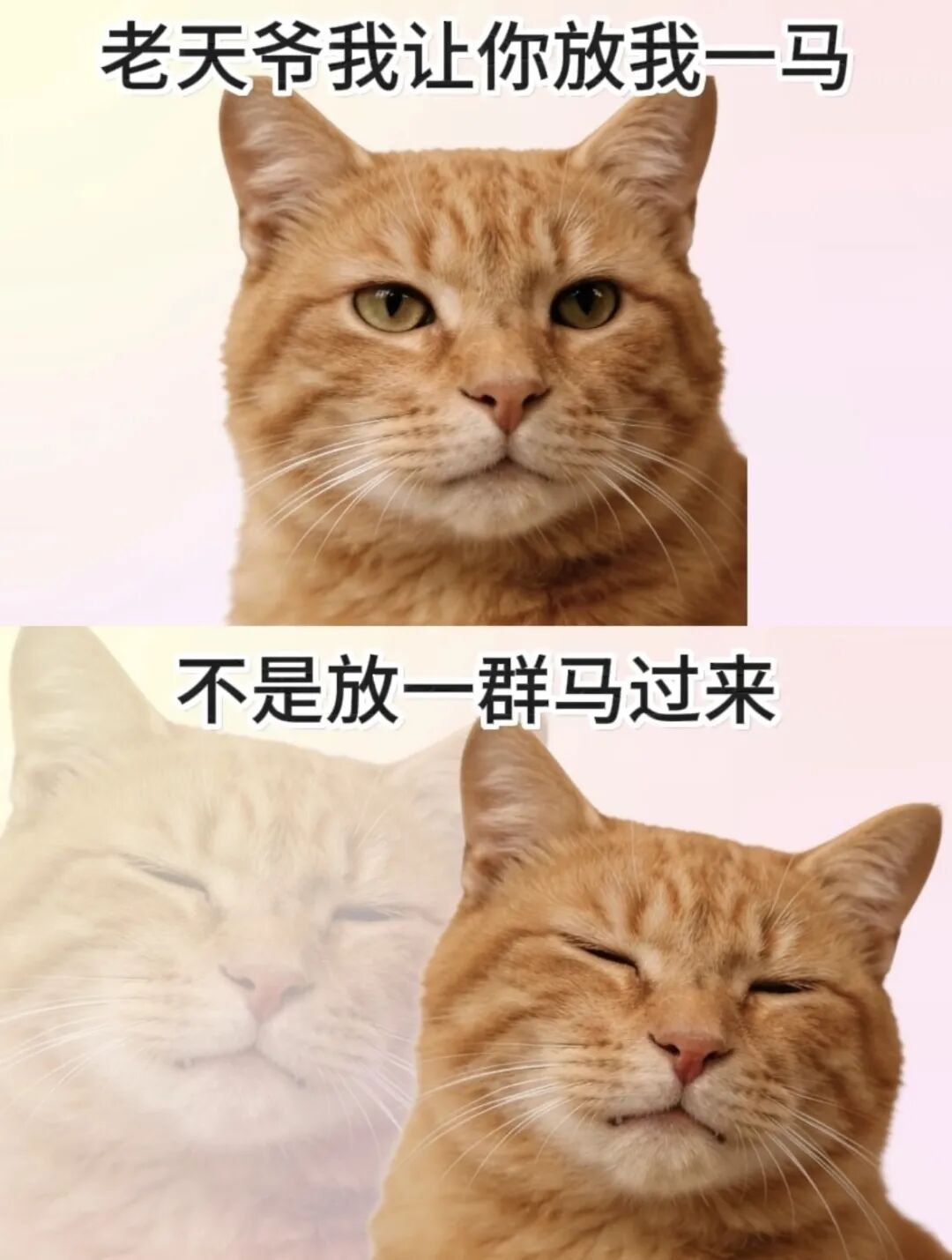猫咪表情包：老天爷我让你放我一马，不是放一群马过来