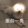 眼前一亮小狗表情包
