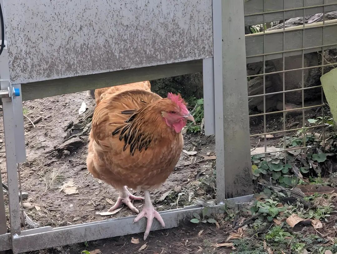 站在鸡舍门下的母鸡