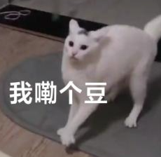 惊讶白猫表情包
