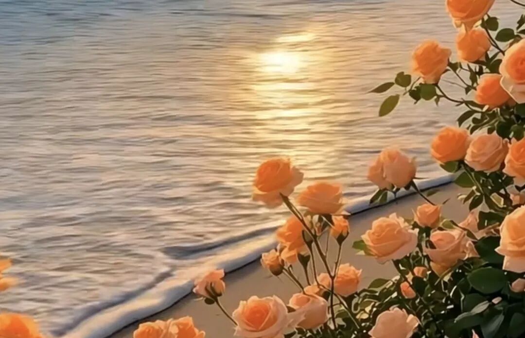 封面装饰图:海边日落与玫瑰