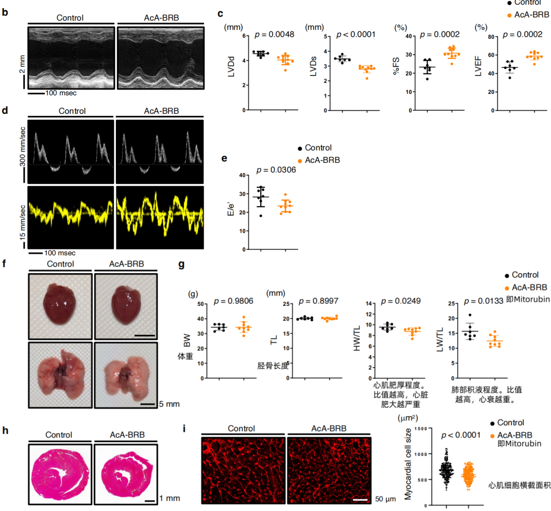 Mitorubin改善老年小鼠心脏结构与功能