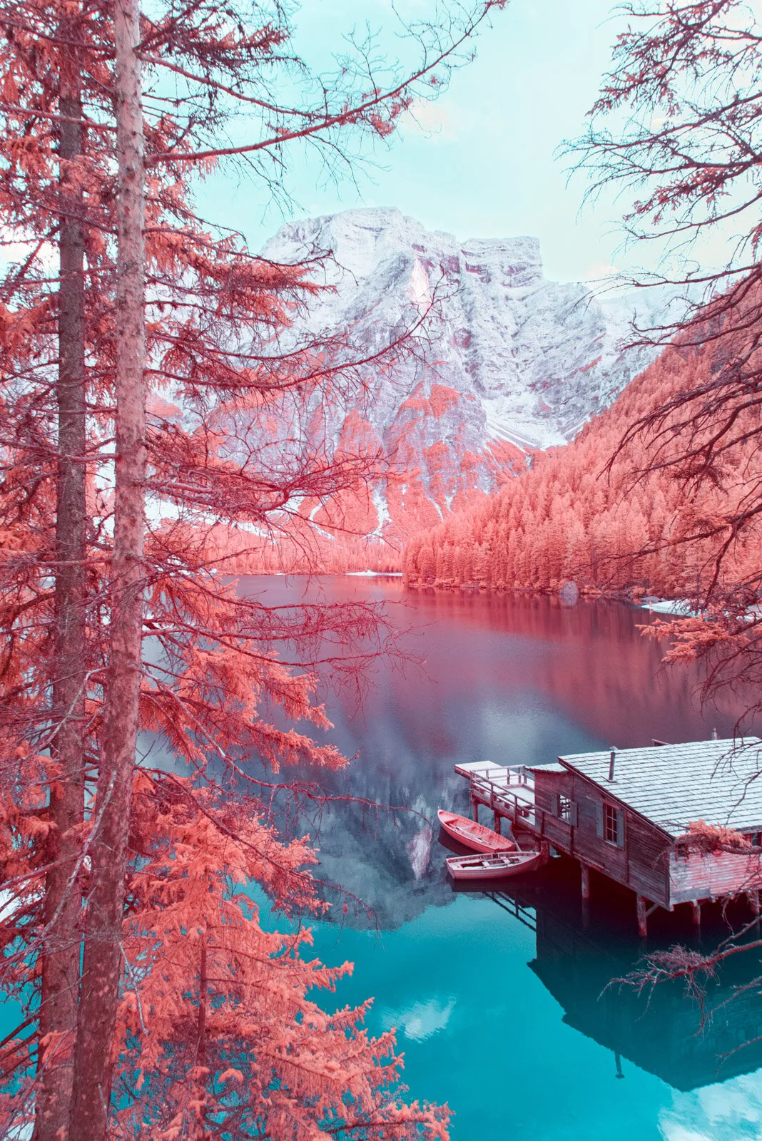 粉红色松树林、湖面倒影与雪山木屋的冬日景象
