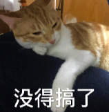 慵懒的猫表情图，配字“没得搞了”
