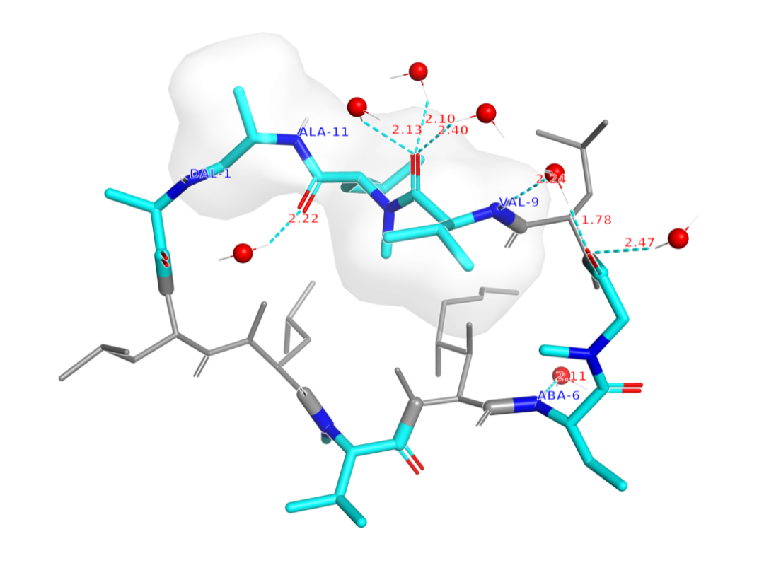 环孢素A在水溶液中的开放态分子构象图