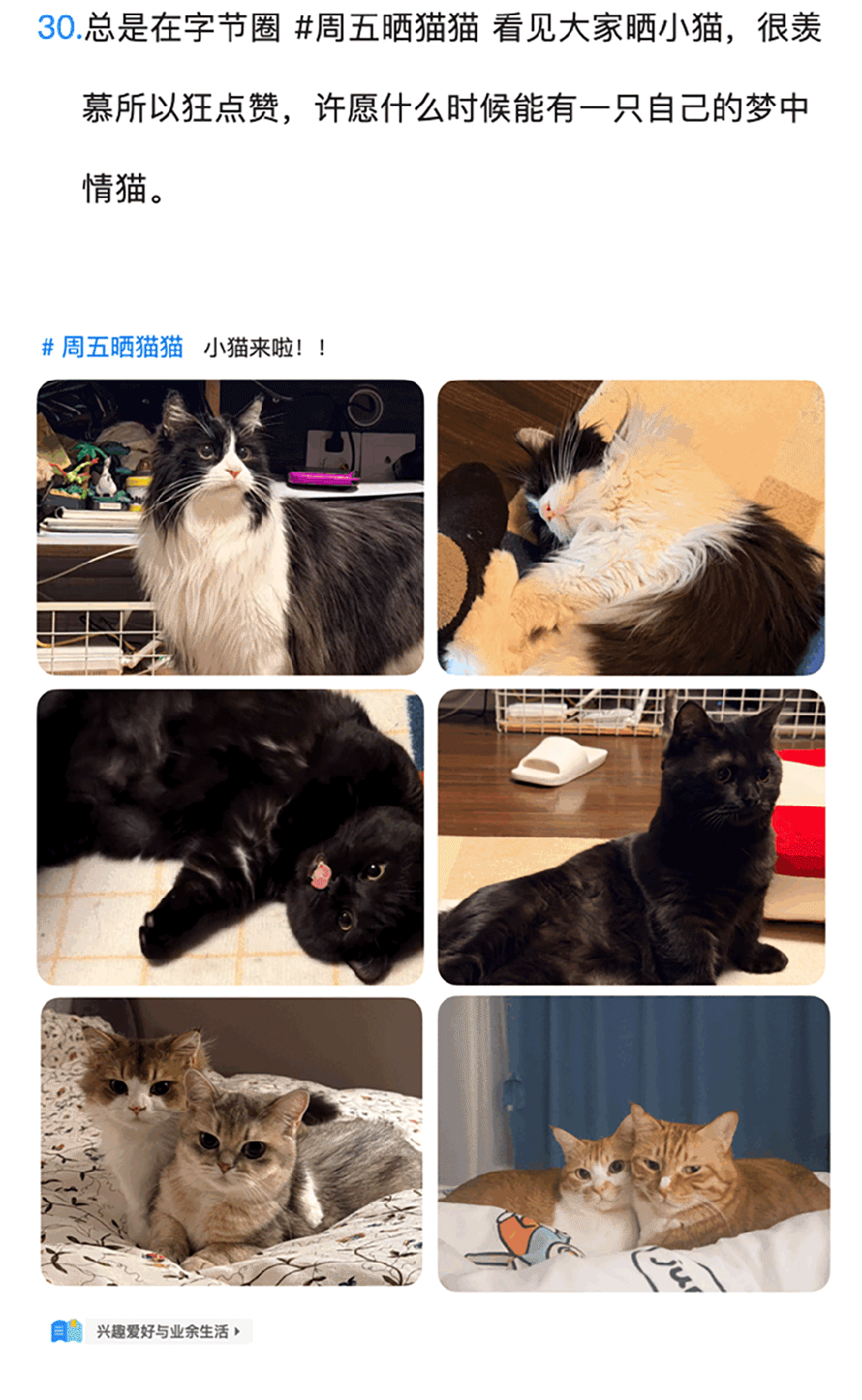 猫咪照片合集
