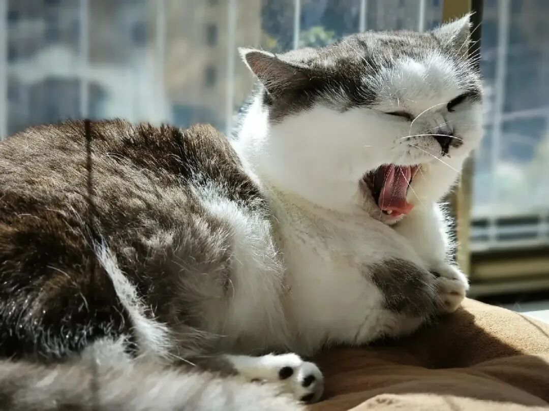 一只在阳光下打哈欠的猫咪