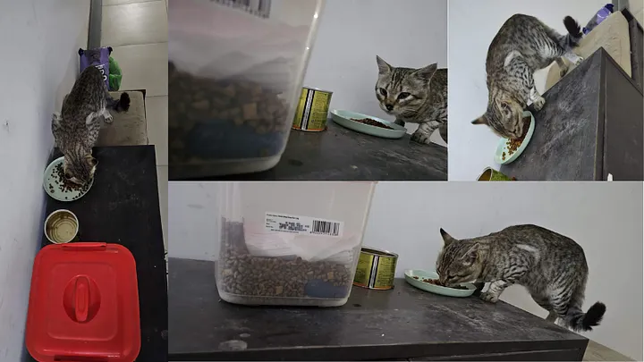 多张猫咪在不同位置进食的监控截图