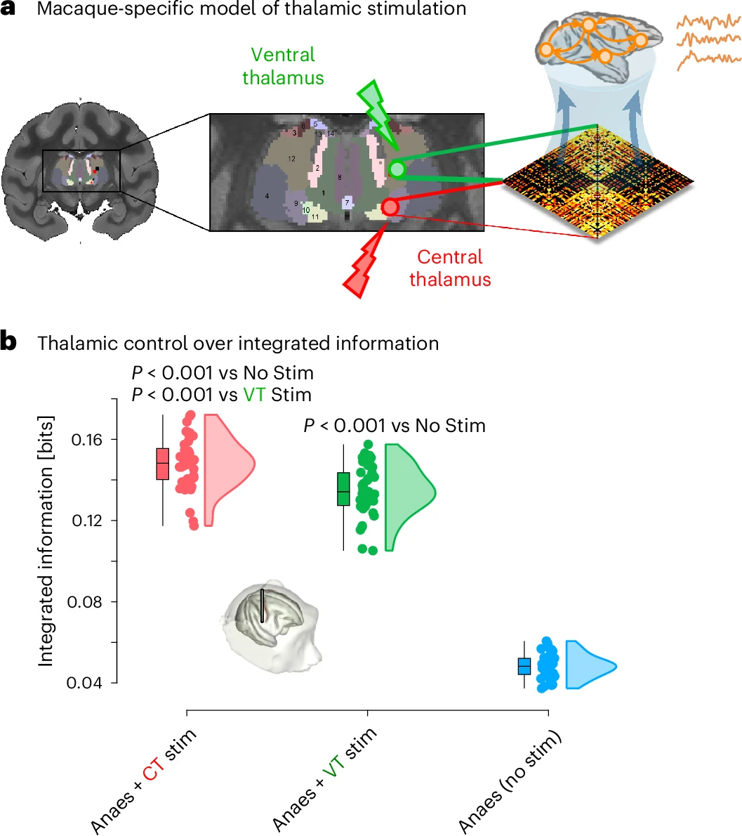 猕猴模型中的丘脑刺激对整合信息恢复的模拟结果