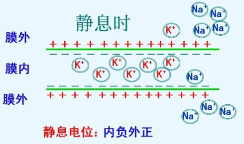 神经细胞静息电位示意图