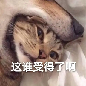 “这谁受得了啊”猫咪表情包