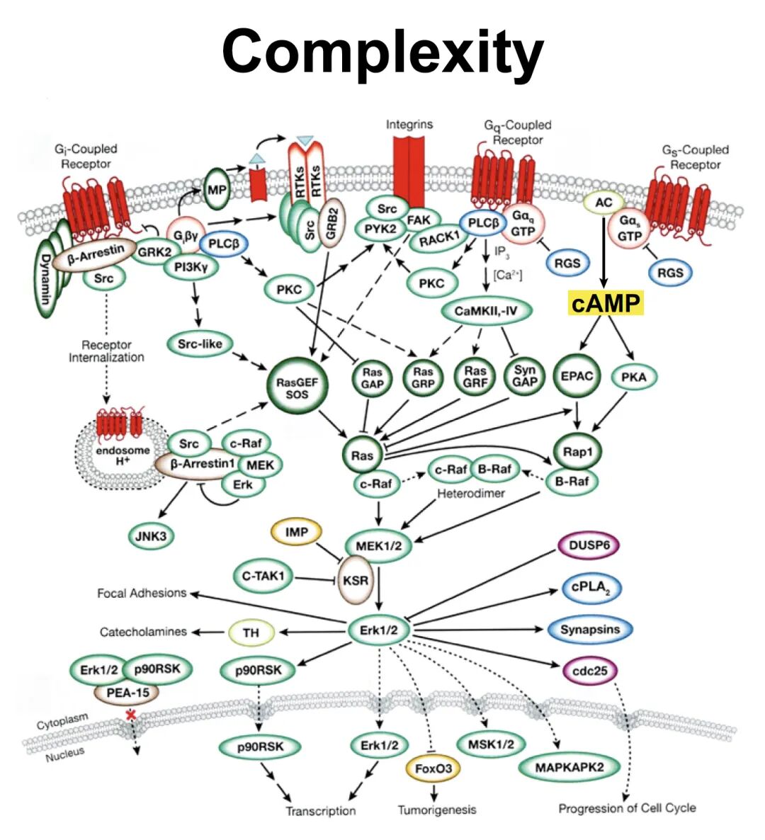 当前版本的环磷酸腺苷(cAMP,黄色阴影部分)信号传导通路复杂示意图,标题为‘Complexity’