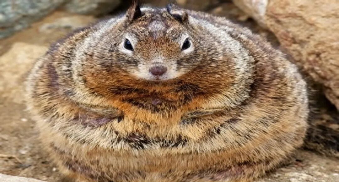 一只在自然环境中,体型圆润的十三线地松鼠