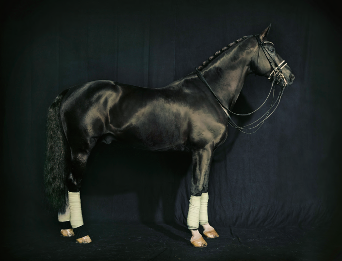 姿态优雅、鬃毛编辫、四蹄裹着白绷带的黑马