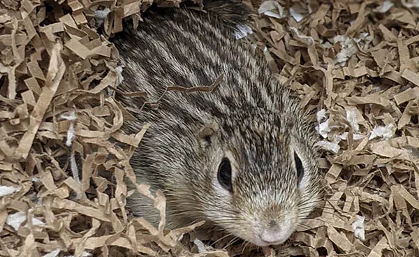 一只在饲养箱内的十三线地松鼠特写