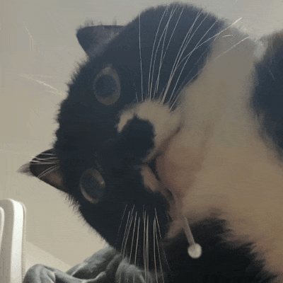 猫咪嘴角流口水动图