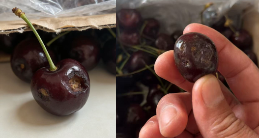 有虫蛀孔洞的坏车厘子特写