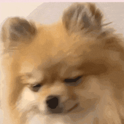 博美眯眼表情包