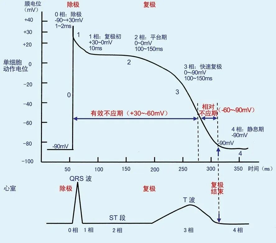 单细胞动作电位与心电QRS波对应关系