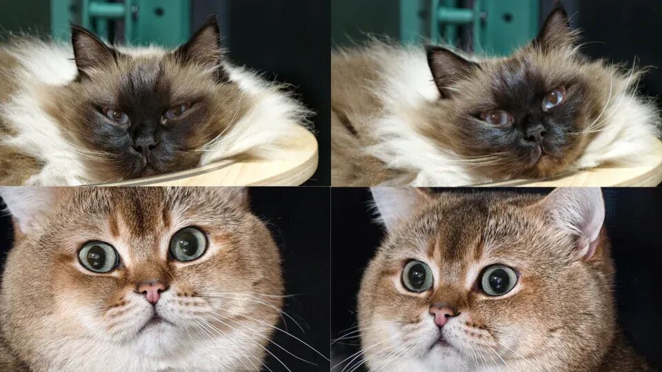 使用增距镜拍摄的猫咪近景