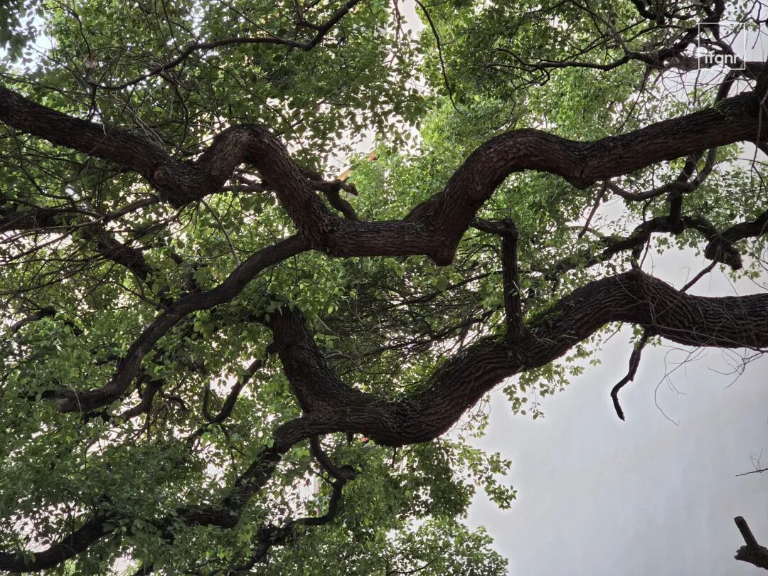 仰拍树木枝干样张
