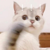 白色短毛猫呆萌表情包