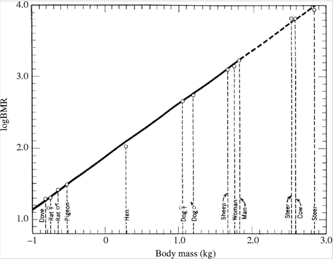 克莱伯定律在哺乳动物上的体现