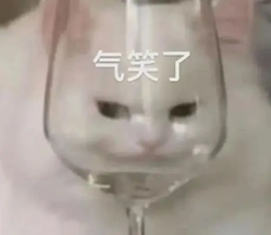 白色猫咪面部被倒置在高脚杯中，表情无奈，配文“气笑了”