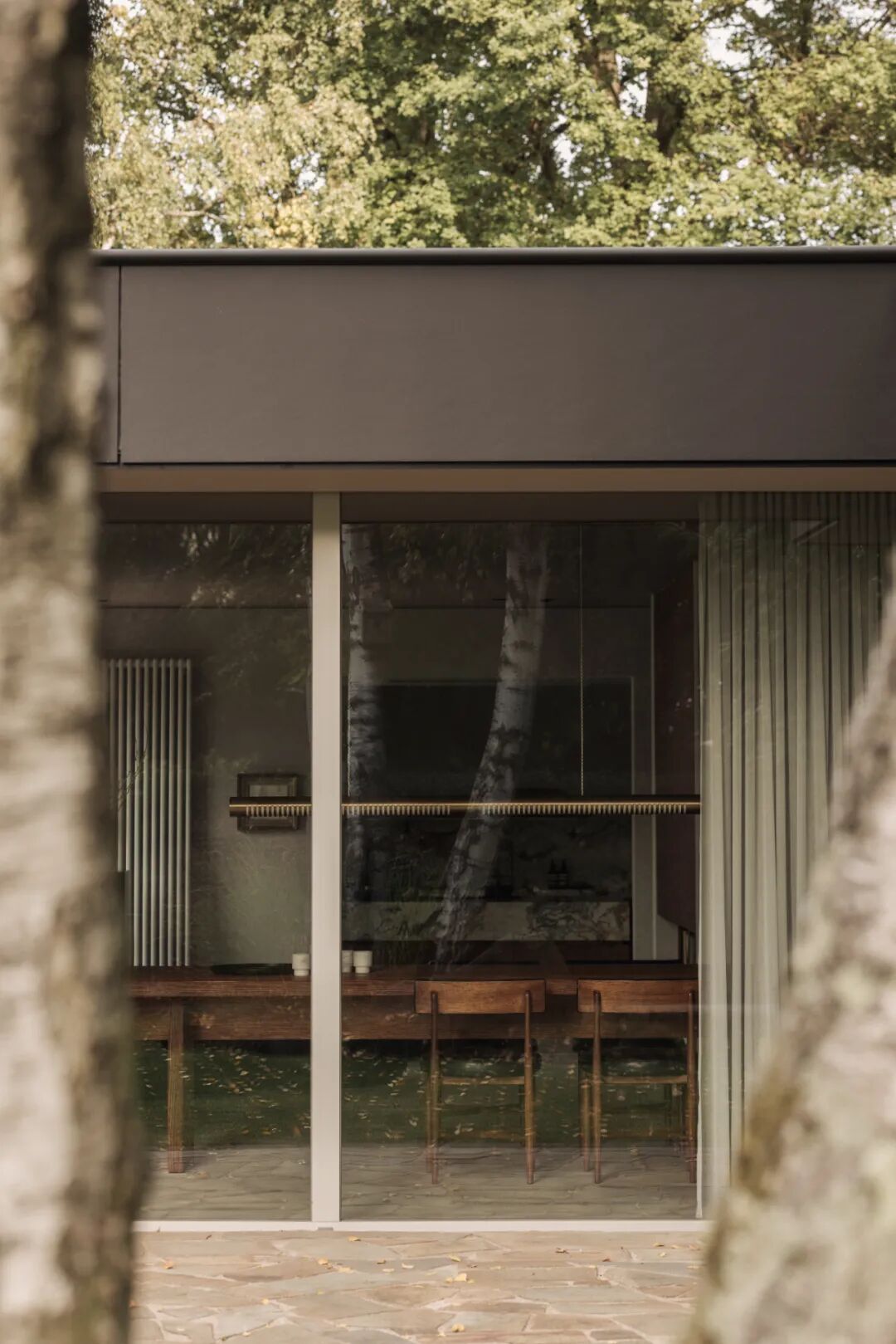 透过白桦树看现代建筑玻璃幕墙