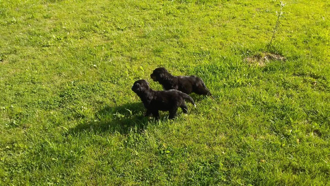 Samuel养的两只小狗崽