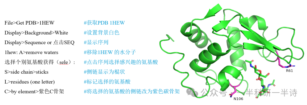 PyMOL蛋白质残基选择与样式设置练习示意图
