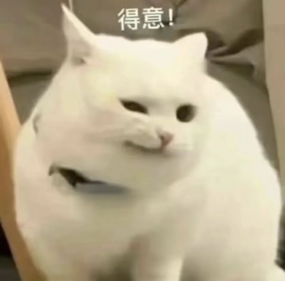 一只表情得意的猫，寓意新可能的出现