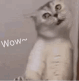 一只猫惊讶的表情包，配文“Wow~”