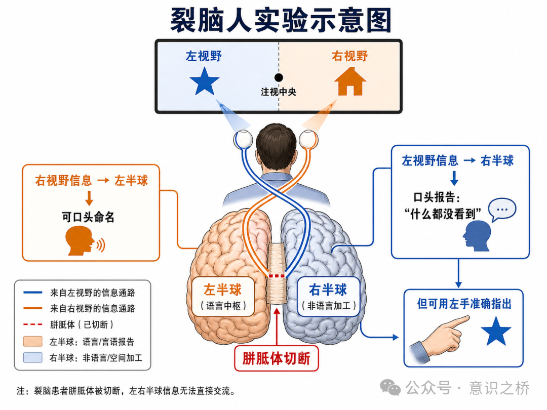裂脑人实验示意图，展示大脑左右半球因胼胝体切断而无法直接交流，但右侧半球仍可通过左手做出正确指示