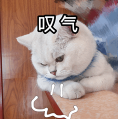 叹气猫表情包
