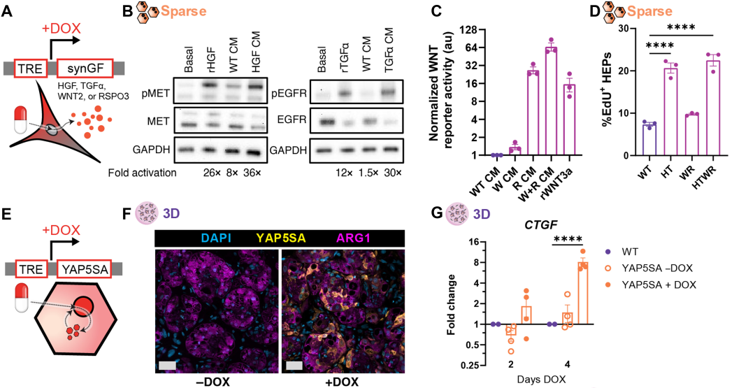 分子生物学实验结果：DOX调控下的基因表达与通路分析