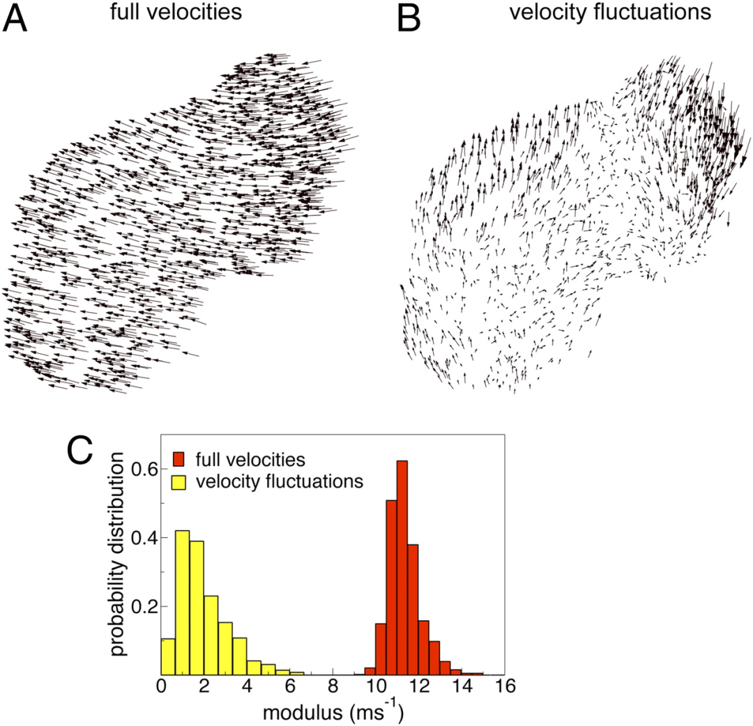 椋鸟集群运动中的个体速度矢量和速度波动矢量