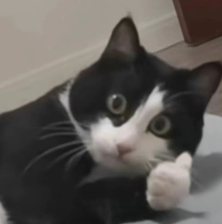 歪头奶牛猫表情包
