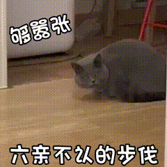 灰猫弓背行走表情包：六亲不认的步伐