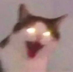 配文模糊的猫咪大笑表情包