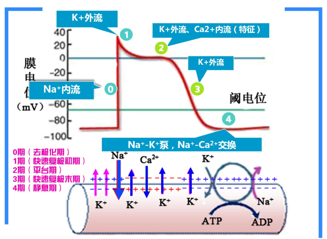 细胞膜动作电位各期离子流动与膜电位变化