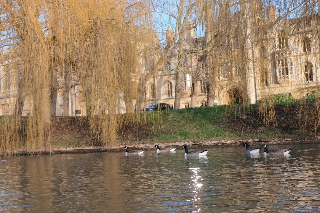 阳光下的河畔鹅群与古典建筑