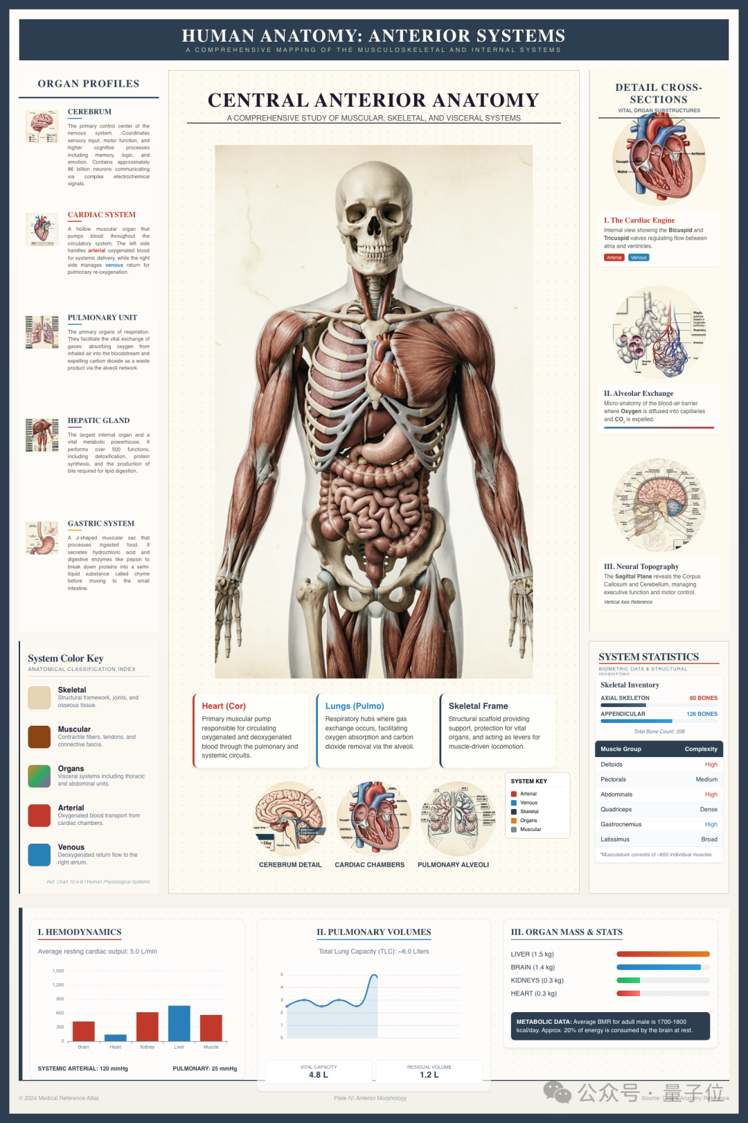人体解剖学信息图（由 UniWorld-V2.5 生成）