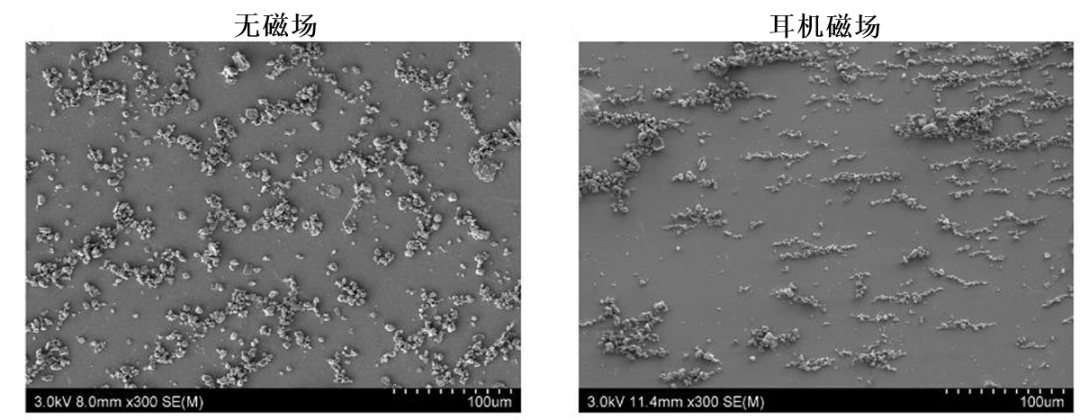 有无磁场下MNPs聚集状态的电子显微镜图像对比