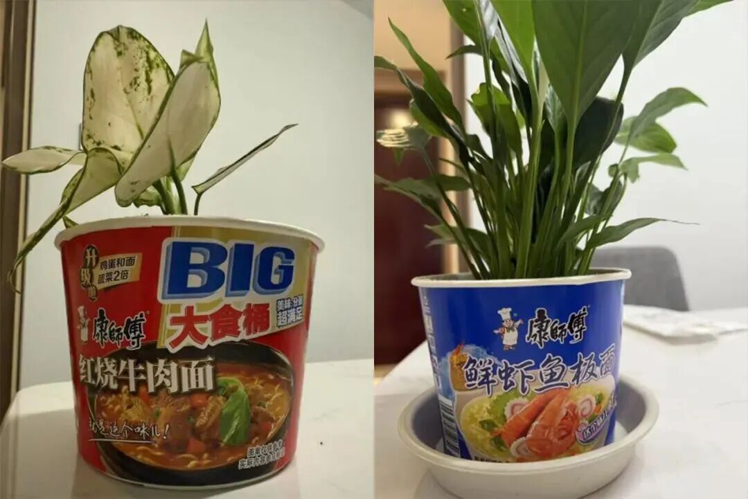 两个康师傅泡面桶改造的花盆:左边是红烧牛肉面桶,右边是鲜虾鱼板面桶