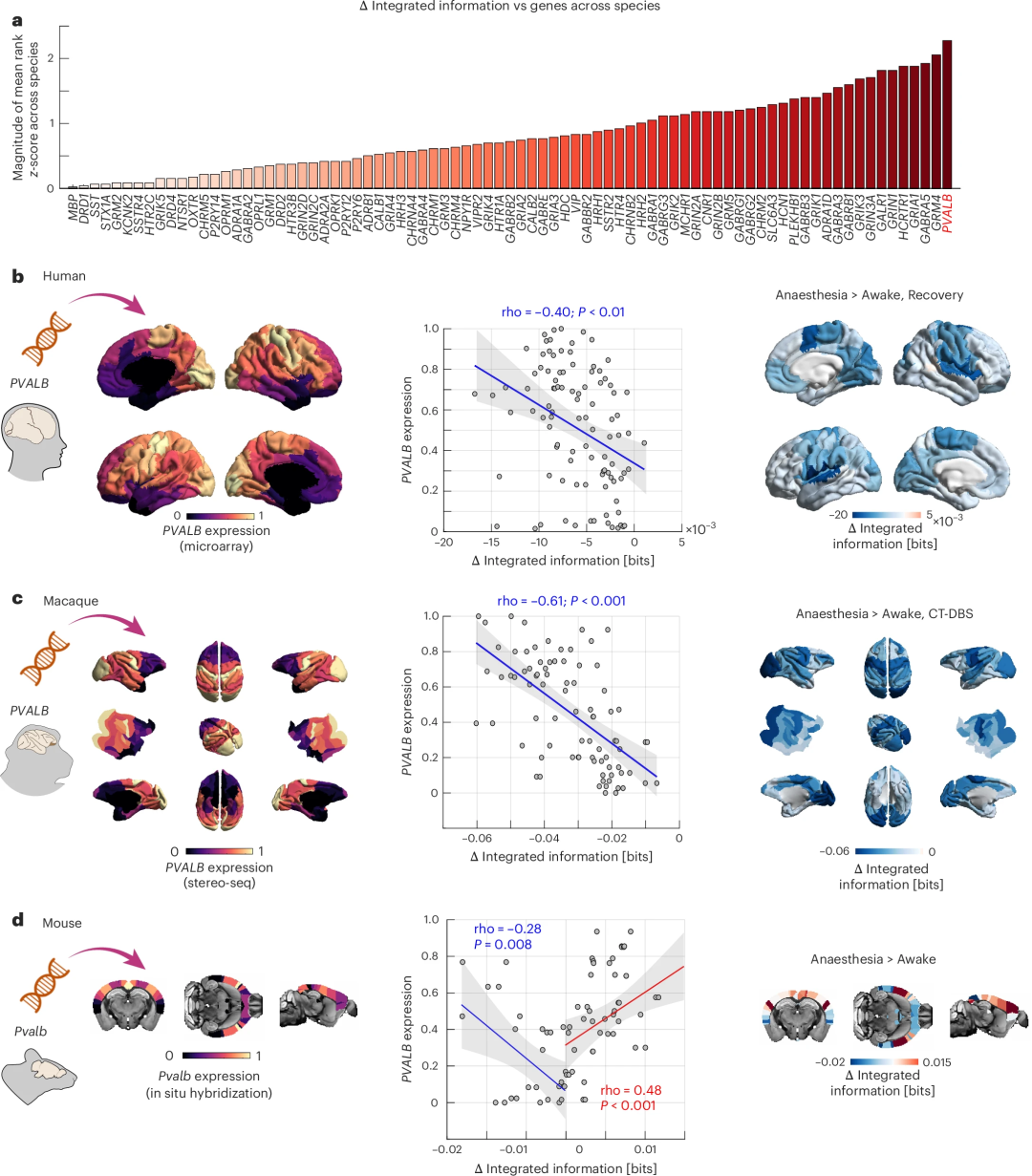 PVALB基因表达与整合信息变化的跨物种关联图