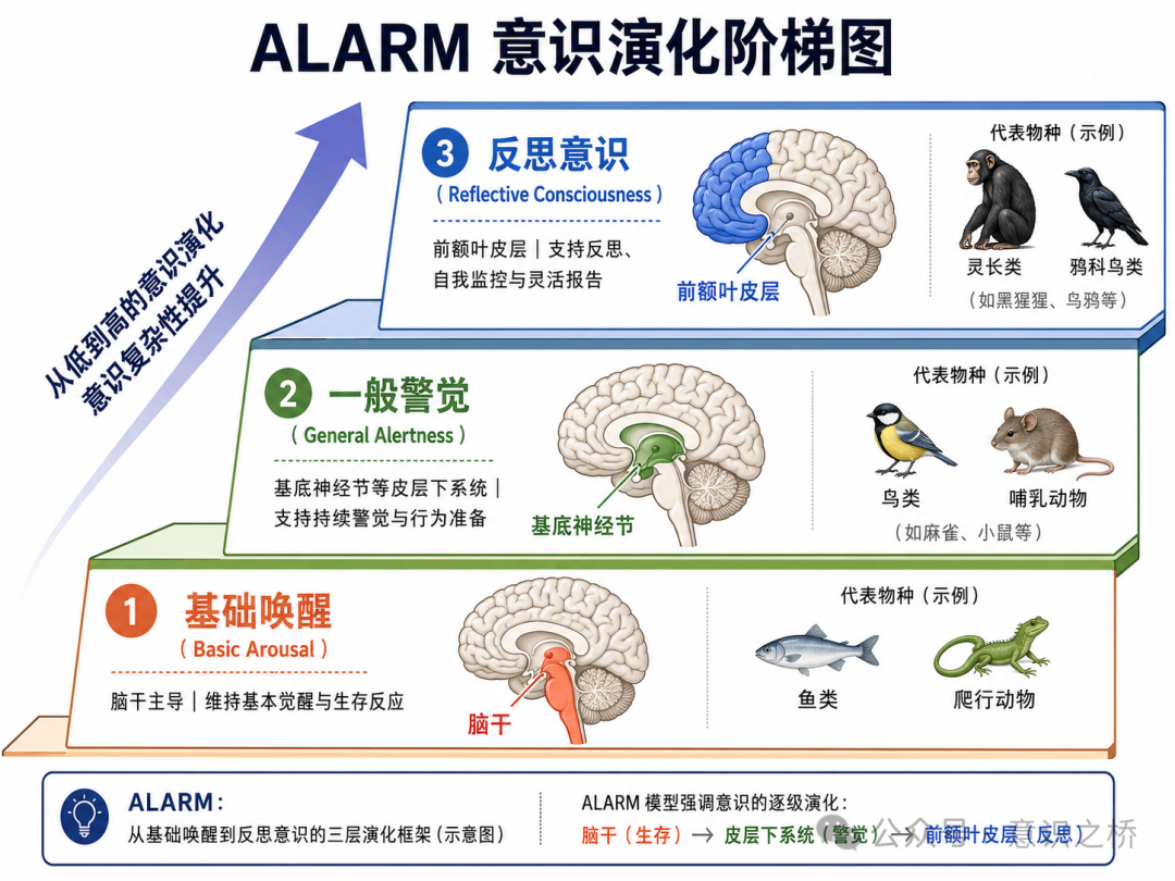 ALARM意识演化阶梯图，从基础唤醒到一般警觉再到反思意识三层上升框架