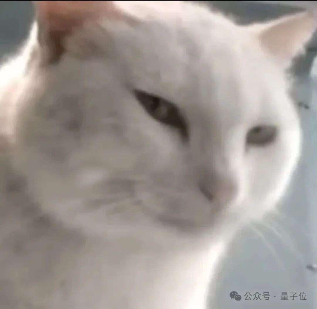 白色猫咪眯眼慵懒表情